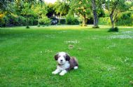 Amelia in the orchard aged 9 weeks